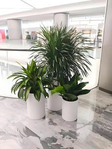 想知道宁波北仑植物租赁价格？这里有超全攻略！